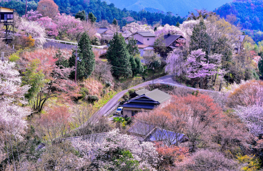 奈良若草山