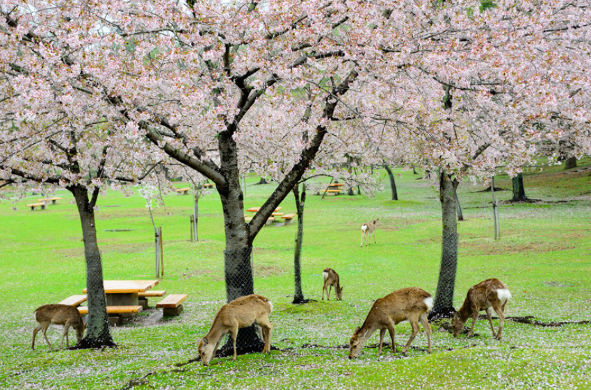 奈良公園